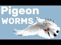Worms in Pigeons - Pigeon Health Episode #5