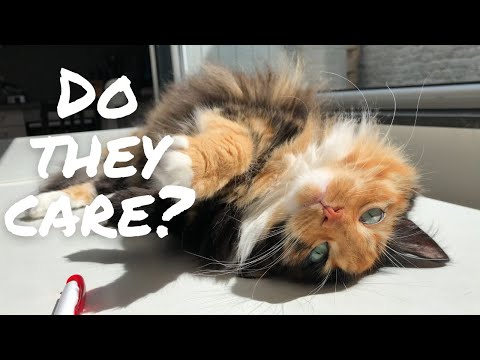 Can cats get attached to us? | cat science