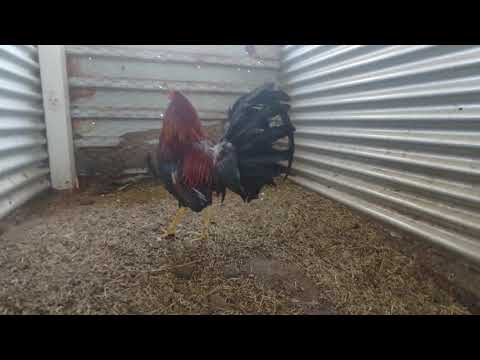 Cowan/Albany 1x 2020