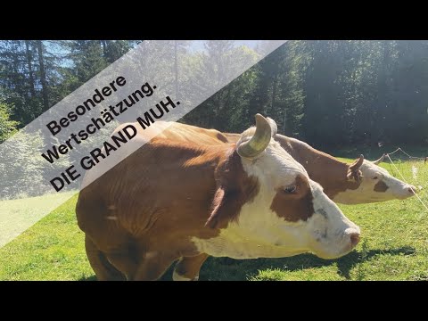 Besondere Wertschätzung. Die Grand Muh. Pinzgauer Rind. Delikatesse im Berghotel Rehlegg.