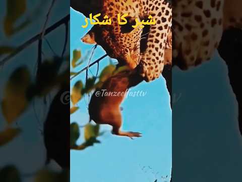 Unique Animals 😘#love #shortvideo #lion #shortvideo salam