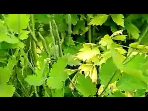 Borowa Ciotka o ziołach - glistnik jaskółcze ziele