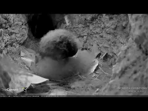 Cahow Chick "Sunny" Busily Preens Away Down – May 25, 2018