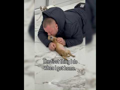 My dogs reaction every single time #HomecomingHugs #PetCulture #shorts