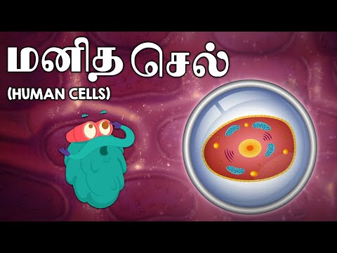மனித செல்கள் | Human Cells | Science Videos In Tamil | Dr. Binocs Tamil | Kids Learning Video