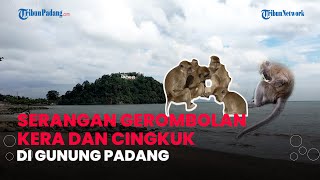 Gerombolan Kera di Objek Wisata Gunung Padang Resahkan Warga, Dagangan Diambil dan Tanaman Dirusak