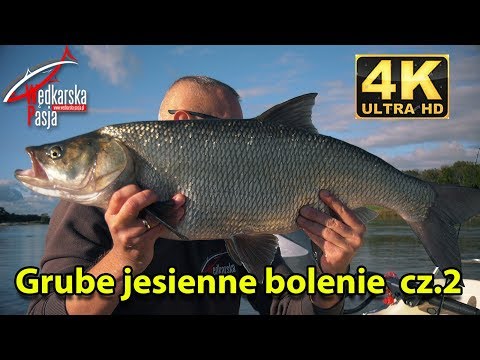 Grube jesienne bolenie cz.2 odc. 147 | #rekordowe bolenie | #wędkarstwo 4K | #tłuste rapy | #big asp