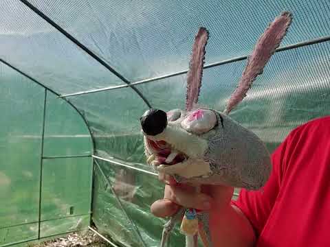 Animals inc: Secret Extractor Part 9