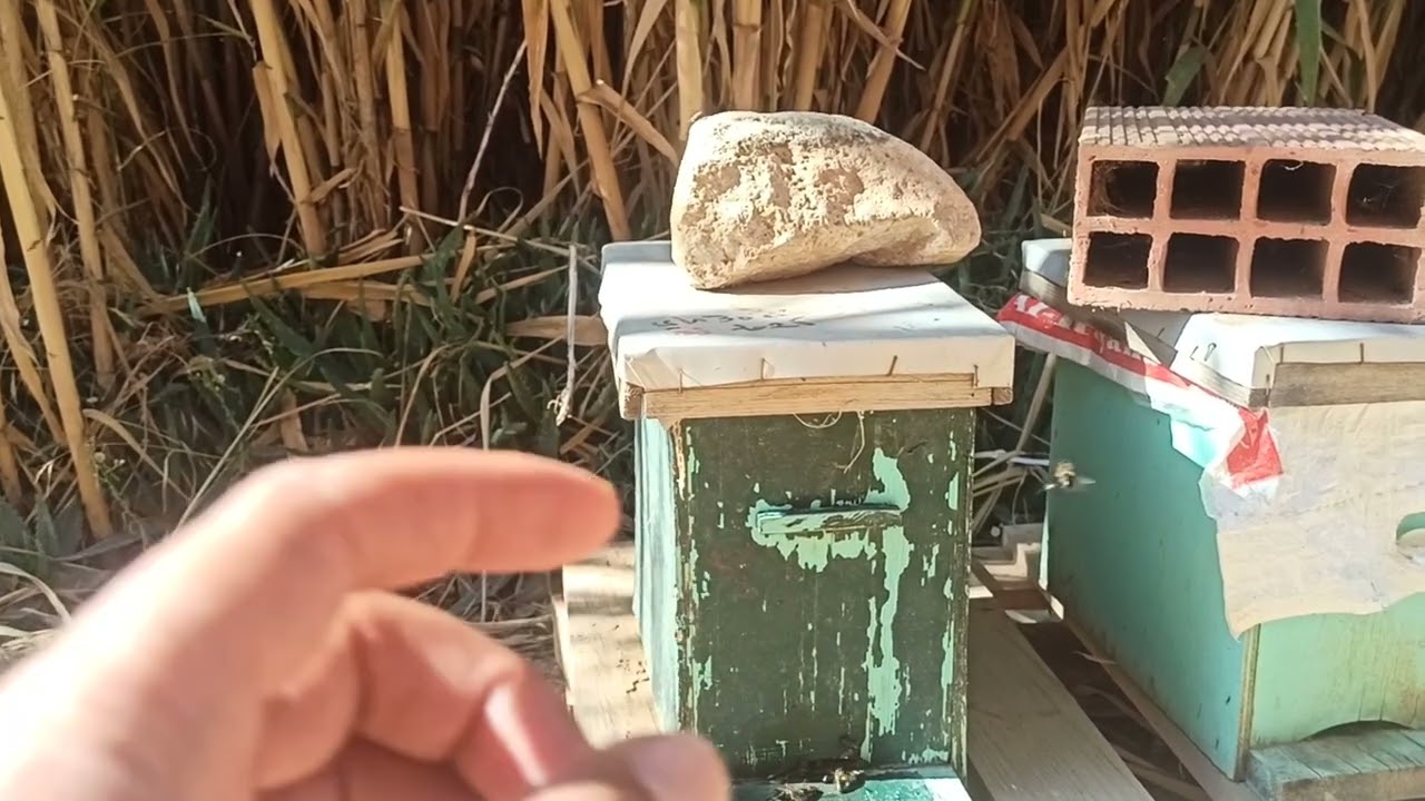 الاستراتجية الصحيحة للاكثار من عدد خلايا النحل في فصل الربيع و الصيف #تربية_ا