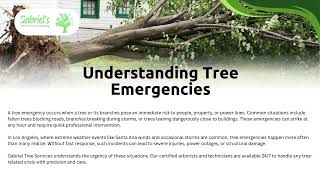 Professional Tree Emergency Los Angeles  Gabrieltreeservices