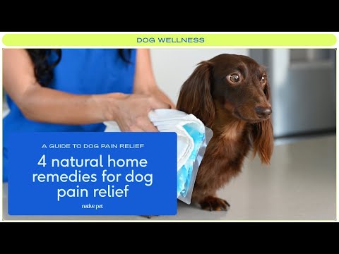 4 Home Remedies for Dog Pain Relief