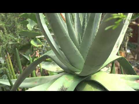 FWU - Pflanzenkunde - C3-, C4-, CAM-Pflanzen - Trailer