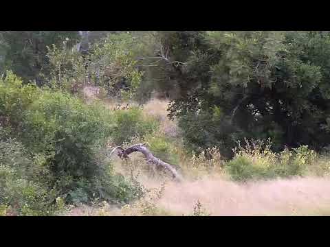 Djuma: Impalas-Pt:1 - 09:30 - 04/03/21