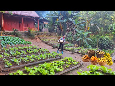 Living in the forest: farming, gardening, harvesting bananas, chicken eggs, and root vegetables.