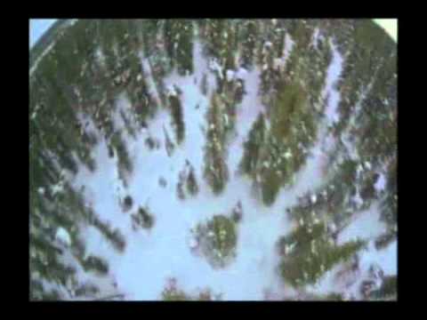 tarnung und intelligentes verhalten bei tieren 3 2 almanca