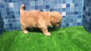 ハーフ犬の動画01