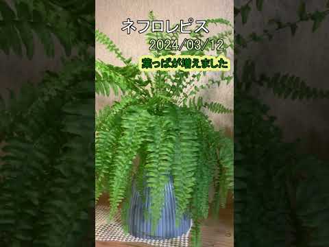 芒盾シダ 植物