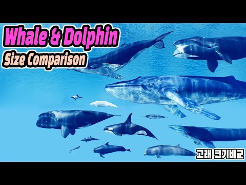 Whale Size Comparison (고래 크기비교) (feat. Whale & Dolphin)