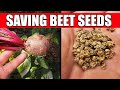 How To Collect And Save Beet Seeds