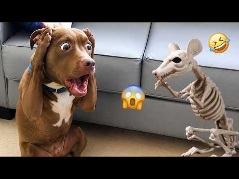 DOGS Being DRAMATIC... Best of 2026 😁🐶 |  NEW Funny Dog Videos #3