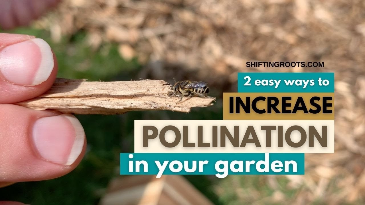 Two Easy Ways to Increase Pollination