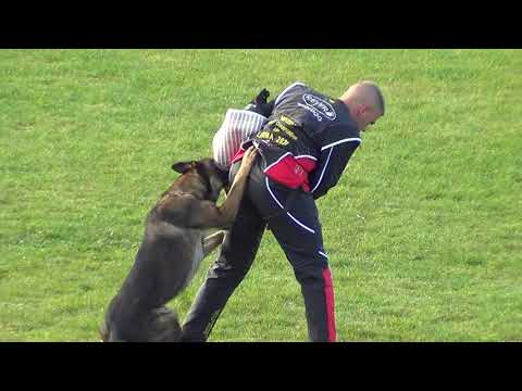 WUSV 2021 USA3 - NOEL HARE & SANJI ZE STRIBRNEHO KAMENE C 84