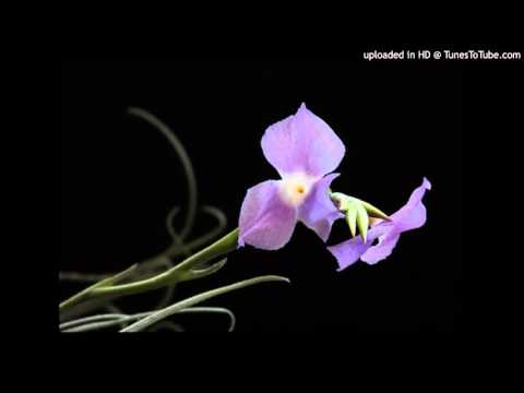 Today's Tango Is... Clavel del Aire - Juan de Dios Filiberto 1935