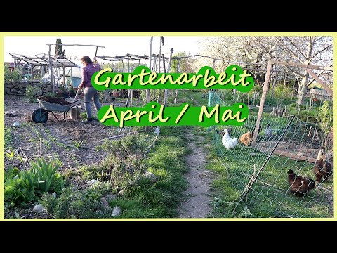 Gartenarbeit April - Mai - Glucken Hühner Küken