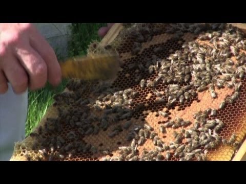 Farmaci per il mal di schiena di patch Mal di schiena e la selezione marrone