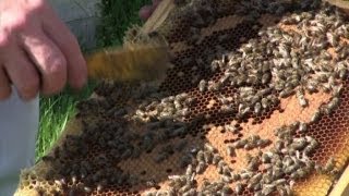 Le api, farmacia naturale: rimedio anche contro sclerosi multipla