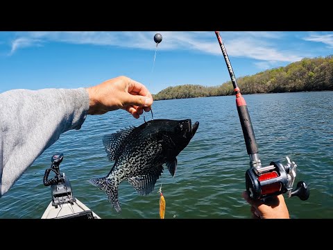 Can This Crappie Survive???