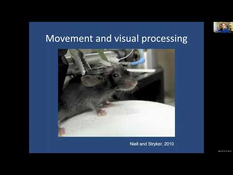 Cris Neill: Cortical processing for natural vision