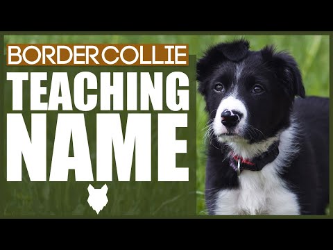 How To Teach Your BORDER COLLIE PUPPY Their Name
