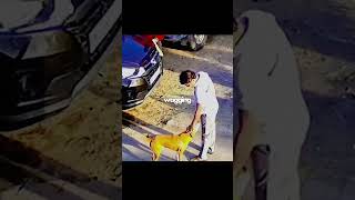 Never Touch An Unknown Dog!