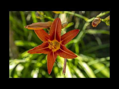 Flores de Vida juin 20