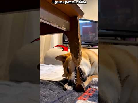Dog Destroyed the Sofa in 12 Hours 😱 #shorts #shortsvideo
