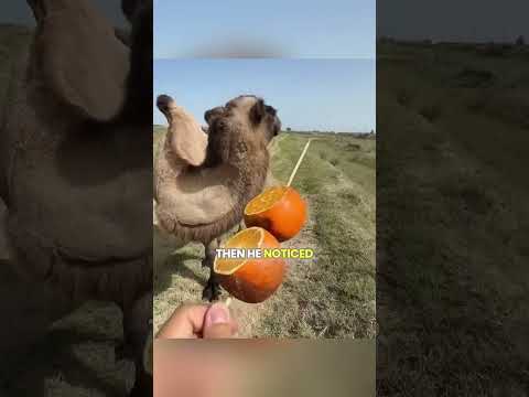 🐪 ¡Este camello se comió un cactus y todas las naranjas! 🍊😱