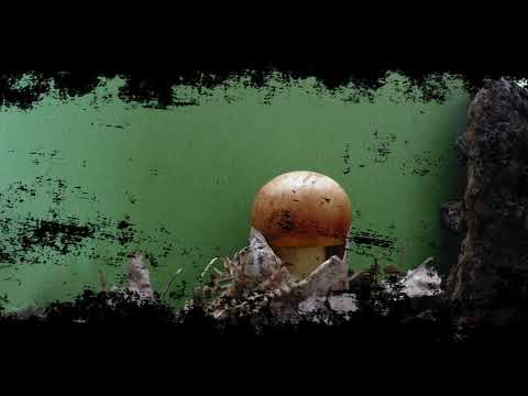AMANITA CAESAREA-La reina de las setas-Time lapse-
