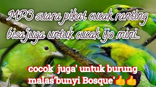 Download lagu MP3 suara pikat cucak ranting vs cucak ijo mini@jahid channel mp3