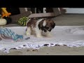 Shih Tzu dogs for sale: Winkie - Video 1
