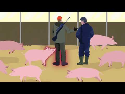 African Swine Fever: how to stay one step ahead