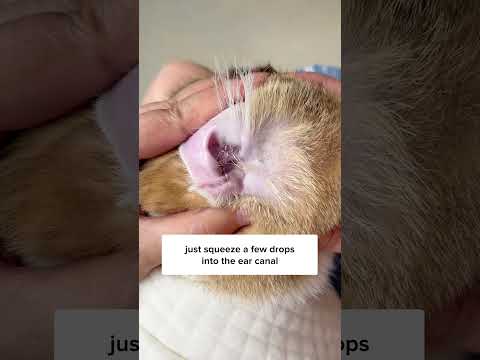 Simple Trick To Clean Cat’s Ears! 😼