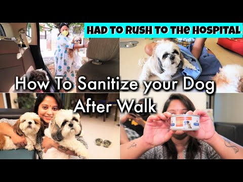 Why We Rushed To The Hospital | How To Sanitize Your Dog After Walk Video