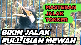 Download lagu Burung Jalak Suren Gacor Full Isian Tengkek Buto Cililin Tembakan Mewah Unik mp3 Download lagu Burung Jalak Suren Gacor Full Isian Tengkek Buto Cililin Tembakan Mewah Unik mp3
