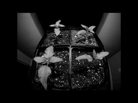 Kwiatek Feat. Jazwa PN - Ganja