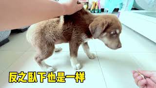 [問卦] 笑死惹,這什麼狗訓練^.^