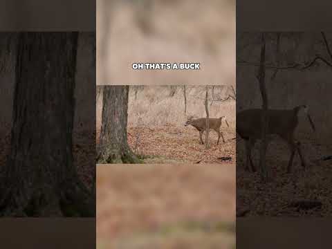 Epic Female Lead Archery Whitetail Hunt | The Canadian Tradition