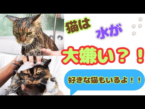 なぜ猫は水が嫌いなのでしょうか?