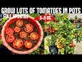 How To Grow Tomatoes At Home SEED TO HARVEST