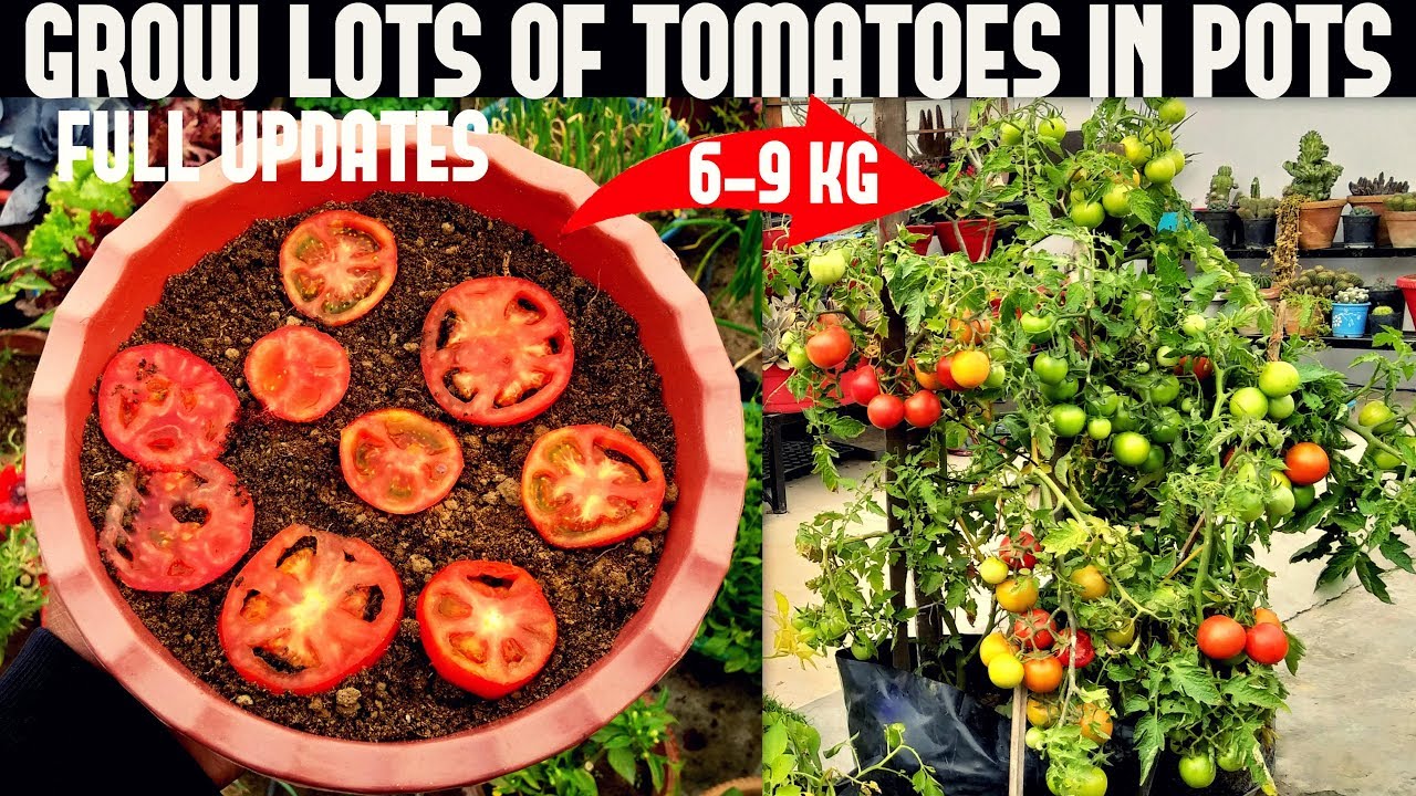 Growing Tomatoes in a Pot
